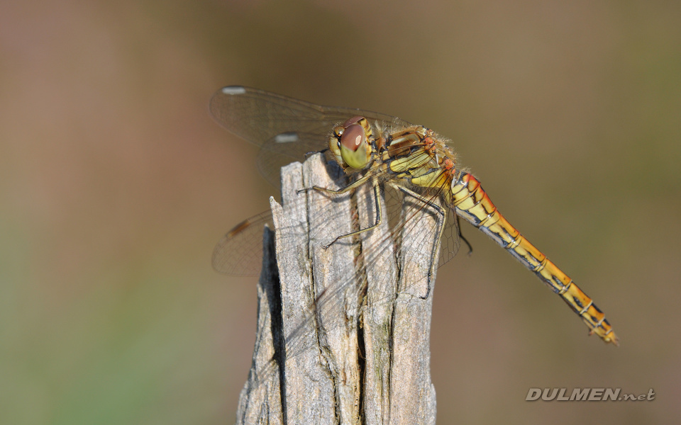 Moustached Darter (male, Sympetrum vulgatum)